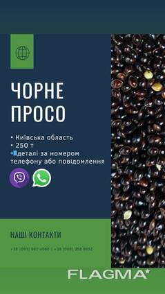 Просо чорне