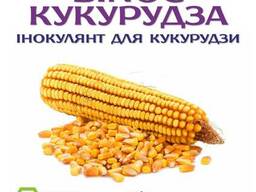 Протруйник для кукурудзи - BINOC Кукурудза ENZIM Agro