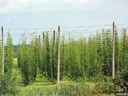 Проволока для подвязки виноградников 2,0 4,0 6,0 мм