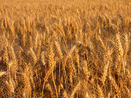 Пшеница «Дурум» (Durum wheat ) protein 11,5 %