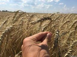 Пшеница озимая ( элита и 1 репродукция) от производителя.