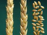 Семена пшеницы Канадская элита и 1 репродукция 10 сортов - фото 5