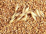 Семена пшеницы Канадская элита и 1 репродукция 10 сортов - фото 4