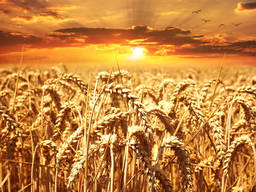 Пшеница/wheat