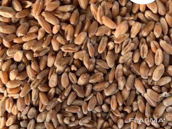 Пшеница , закупаем пшеницу по валютным контрактам на условиях DAP (ваша доставка)