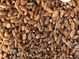 Пшеница , закупаем пшеницу по валютным контрактам на условиях DAP (ваша доставка)