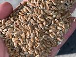 Пшеница , закупаем пшеницу по валютным контрактам на условиях DAP (ваша доставка) - фото 2