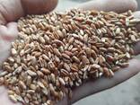 Пшеница , закупаем пшеницу по валютным контрактам на условиях DAP (ваша доставка) - фото 3