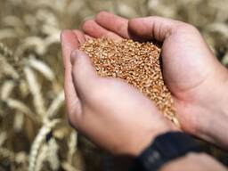Пшеница зерно ячмень горох кукуруза семечек
