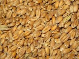 Пшениця фуражна 50т