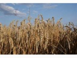 Пшениця Ленокс 1р