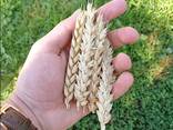 Пшениця Миронівська 65 / пшеница / зерно / семена пшеницы - фото 1