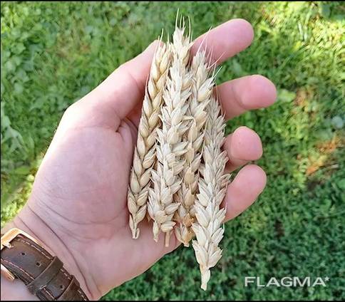 Пшениця Миронівська 65 / пшеница / зерно / семена пшеницы
