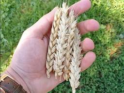 Пшениця Миронівська 65 / пшеница / зерно / семена пшеницы