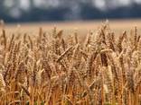 Пшениця Миронівська 65 / пшеница / зерно / семена пшеницы - фото 3