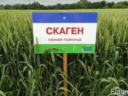 Скаген еліта