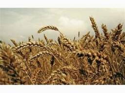 Пшениця Тесла