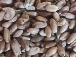 Пшениця продовольча