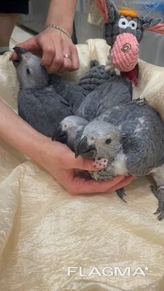 Пташеня сірого африканського жако