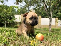 Puppies of french bulldog (Щенки французского бульдога)
