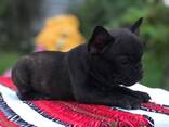 Puppies of french bulldog (Щенки французского бульдога) - фото 1