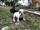 Puppies of french bulldog (Щенки французского бульдога) - фото 2