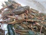 Раки для ресторанов — крупные, активные, идеальны для меню морепродуктов. - фото 2