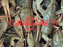 Раки речные Свежие крупные 500грн. доставка