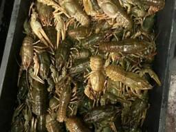 Раки Речные Свежие Живой вес. Крупные по 500грн за 1кг. доставка