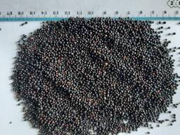 Ріпак, продаж на експорт або в Україні, 700 тонн Хмельницька обл.