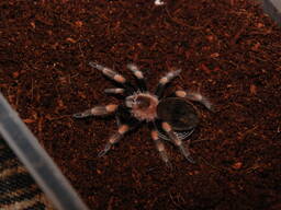 Распродажа пауков. Безопасные пауки Смитти