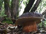 Мицелий (грибница) белого гриба - семена грибов почтой - photo 3
