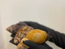 Равлик Ахатина, африканський равлик, великий равлик