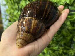 Равлик ахатина з чорним панцирем