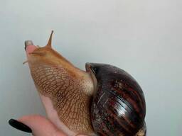 Равлик улітка Ахатіна, великі та малі ахатина