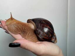 Равлик, улитка Ахатина, маленькі та великі