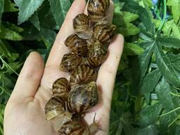 Равлики ахатина маленькі