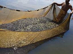 Реалізація підрощеної личинки коропа та личинки товстолоба строкатого