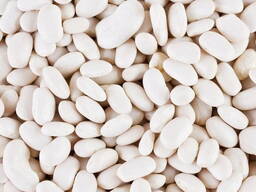 Продаж високоякісної квасолі відбірних сортів