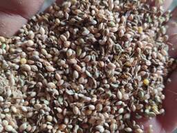 Реалізуємо відходи проса