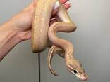 Региус ручной не кусаеться, королевский питон, домашняя - фото 1