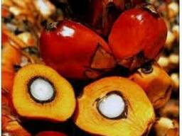 Resplanta palm – водорастворимое масло пальмы, 25 мл