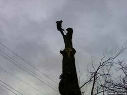 Удаление аварийных деревьев киев, обрезка сухих деревьев
