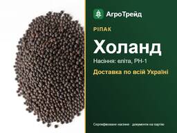 Ріпак Холанд — насіння для посіву