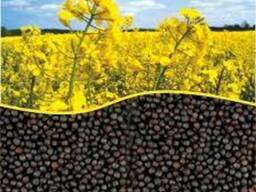 Ріпак, насіння