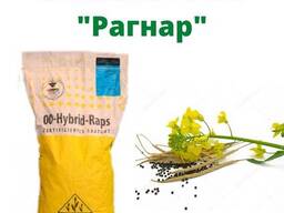 Ріпак "Рагнар"