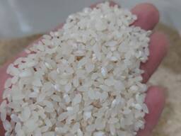 Рис круглый оптом