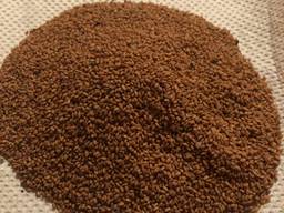 Рижій посівний