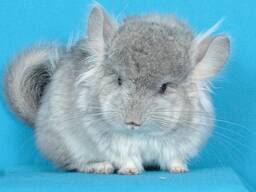 Різнокольорові шиншили