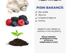 Робота в Нідерландах - фото 1